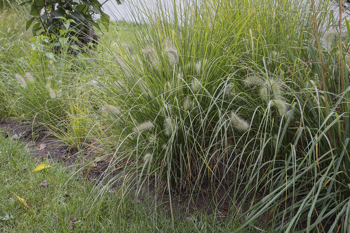 Image of Pennisetum alopecuroides specimen.