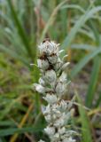 Artemisia stelleriana. Верхушка отцветающего соцветия. Камчатский край, г. Петропавловск-Камчатский, Халактырский пляж, береговой вал. 17.08.2022.