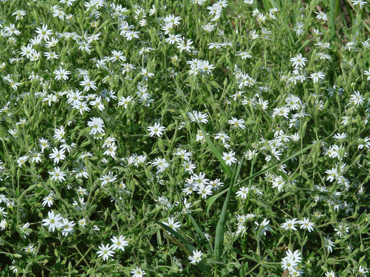 Image of Stellaria dichotoma specimen.