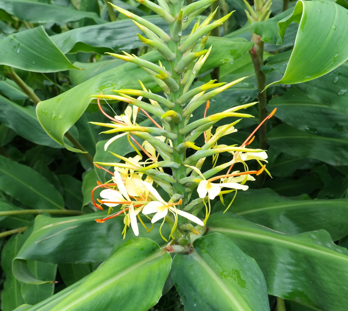 Image of Hedychium gardnerianum specimen.