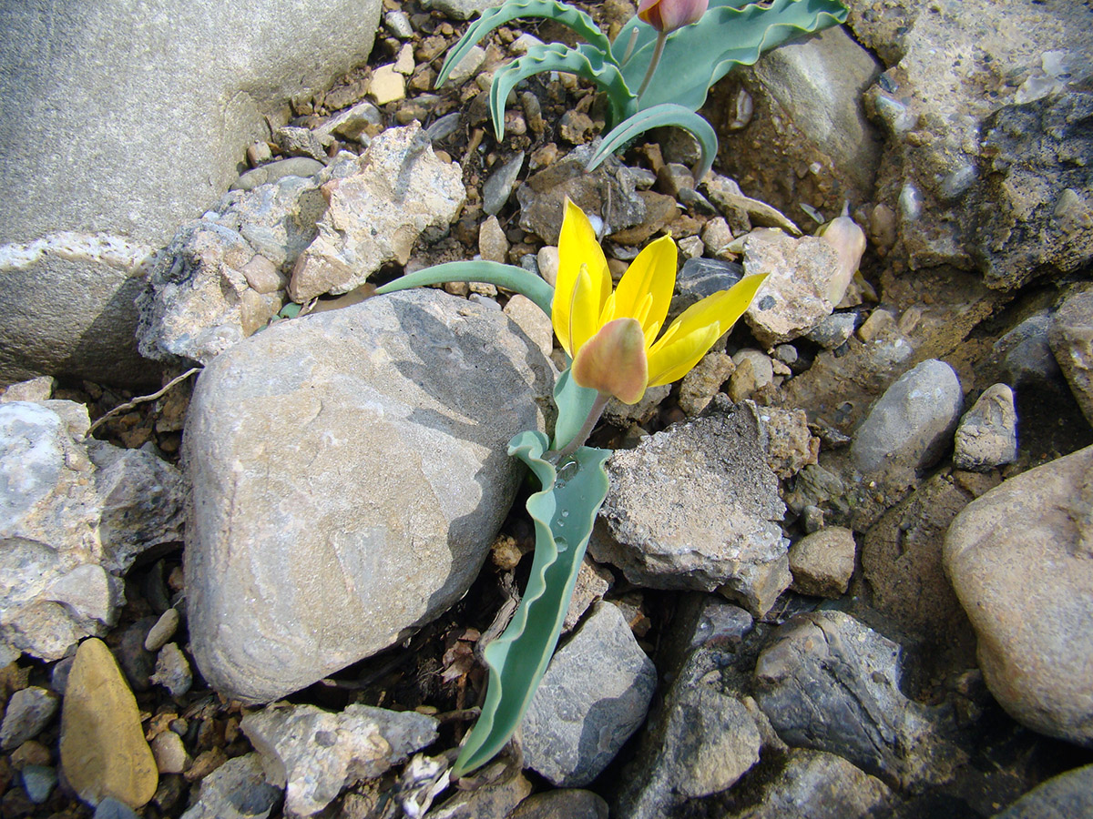 Изображение особи Tulipa pseudoferganica.