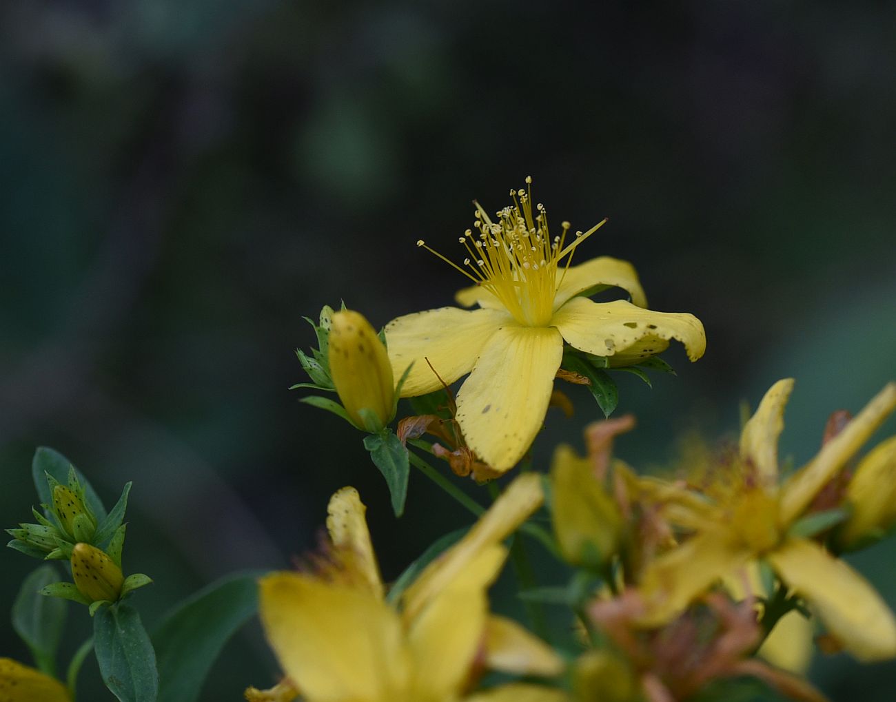 Изображение особи Hypericum perforatum.