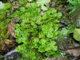 Marchantia polymorpha. Слоевище. Беларусь, Гродненская обл., Новогрудский р-н, дер. Мотча, родник Святой источник, ключевое поле. 11.09.2021.