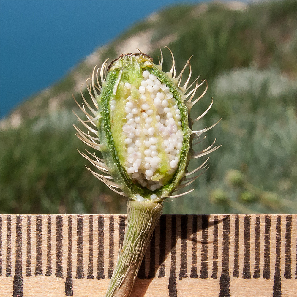 Image of Papaver hybridum specimen.