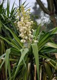 Yucca gigantea