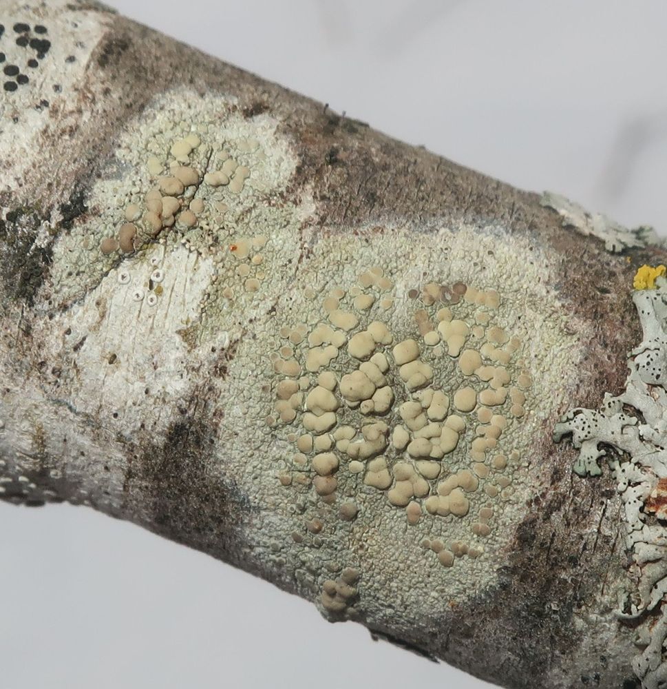 Image of genus Lecanora specimen.