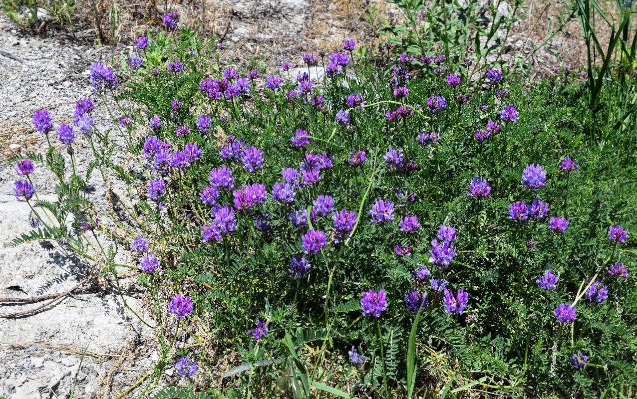 Изображение особи Astragalus onobrychis.