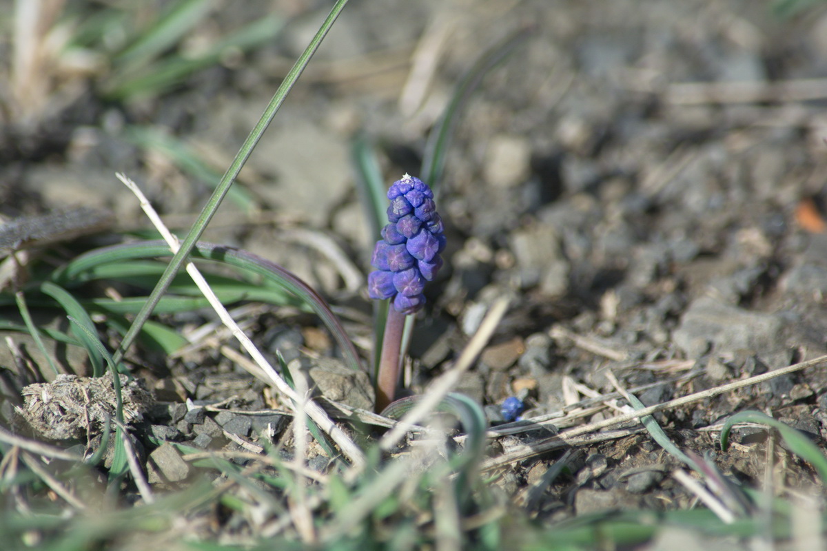 Изображение особи род Muscari.