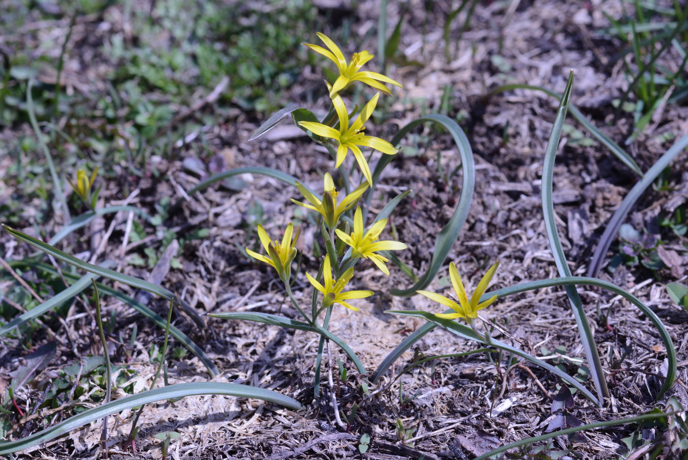 Изображение особи Gagea brevistolonifera.