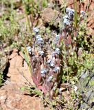 Myosotis minutiflora