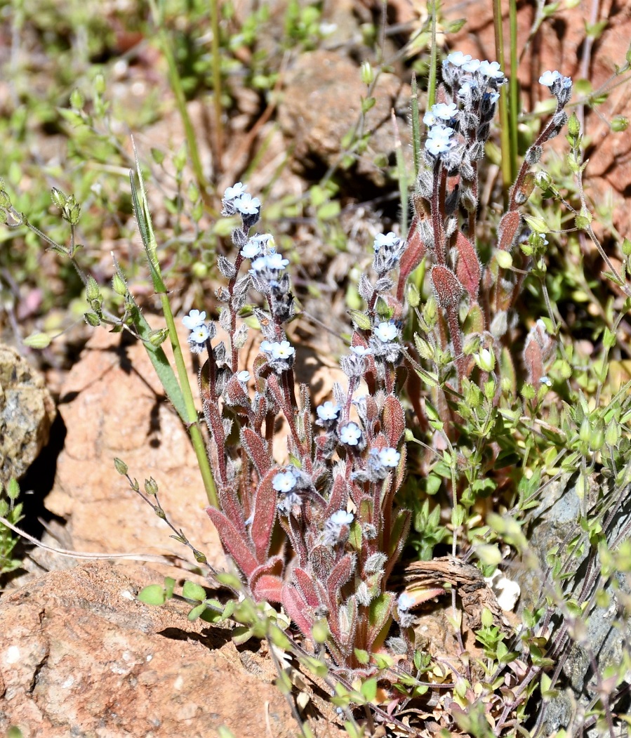 Image of Myosotis minutiflora specimen.