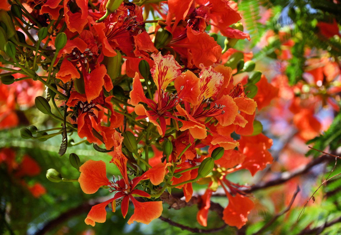 Image of Delonix regia specimen.