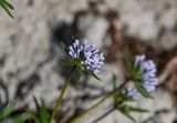 Asperula arvensis