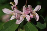 Lonicera tatarica