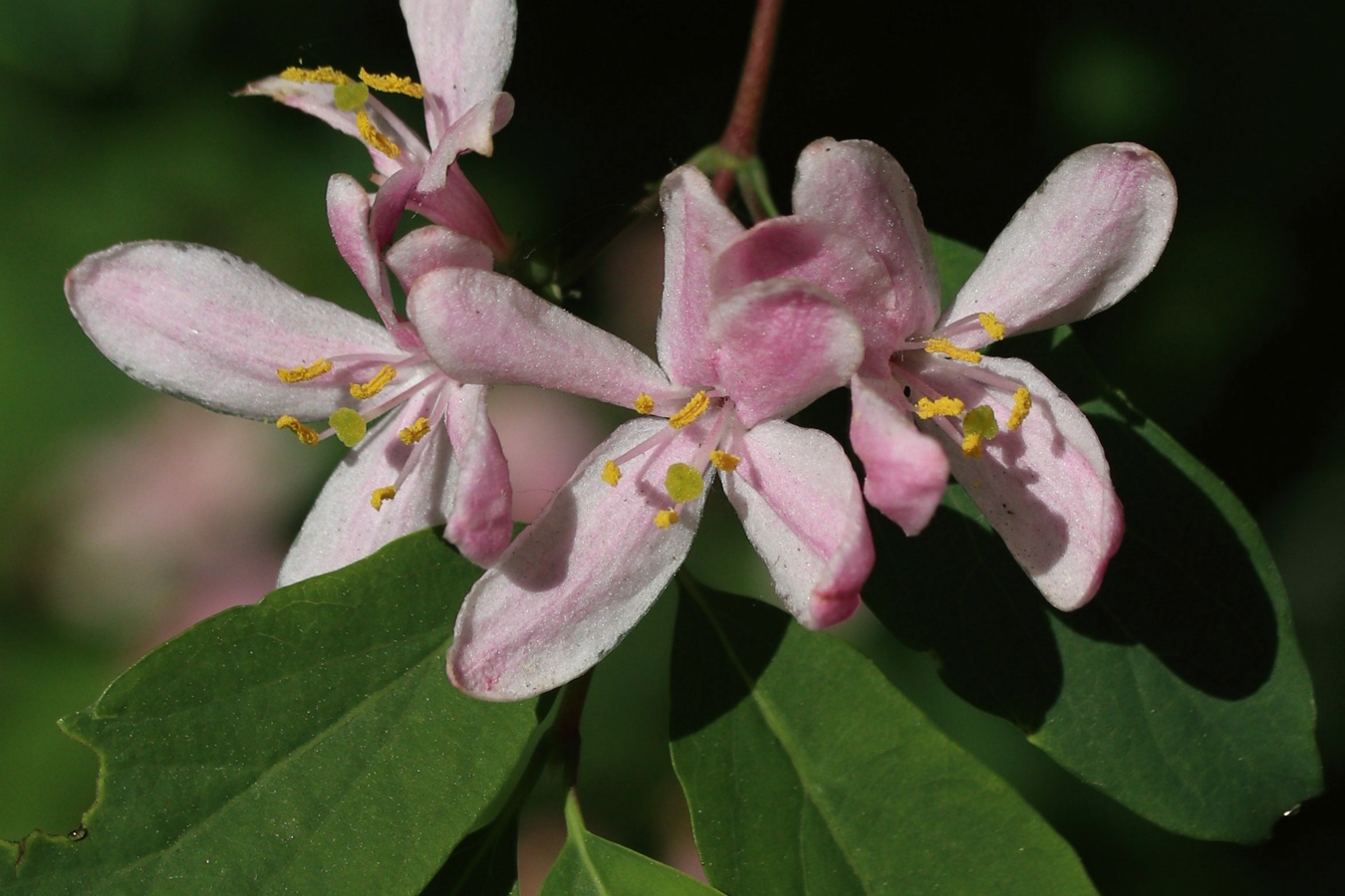 Image of Lonicera tatarica specimen.