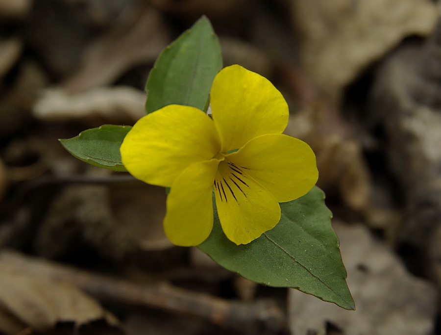 Изображение особи Viola xanthopetala.