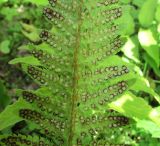 Image of taxon representative. Author is Светлана Булычева