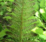 Polystichum setigerum