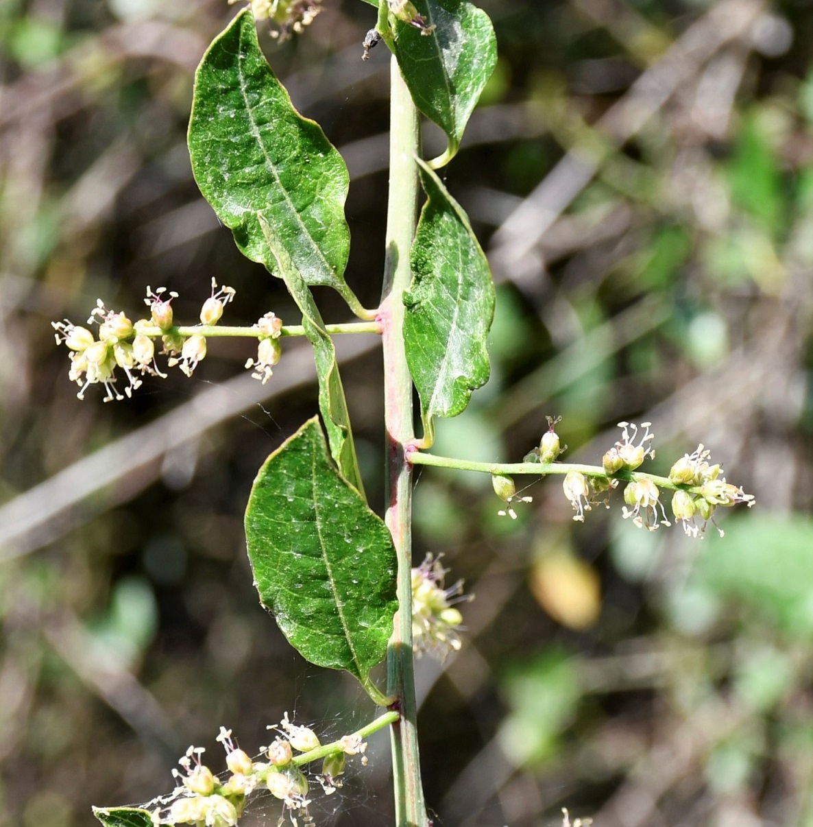 Image of Bosea cypria specimen.