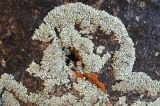 Lecanora muralis