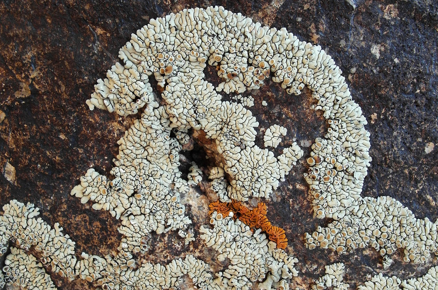 Изображение особи Lecanora muralis.