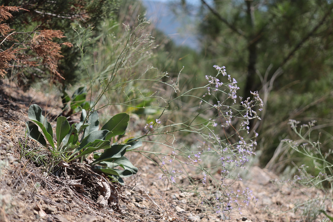 Изображение особи Limonium sareptanum.