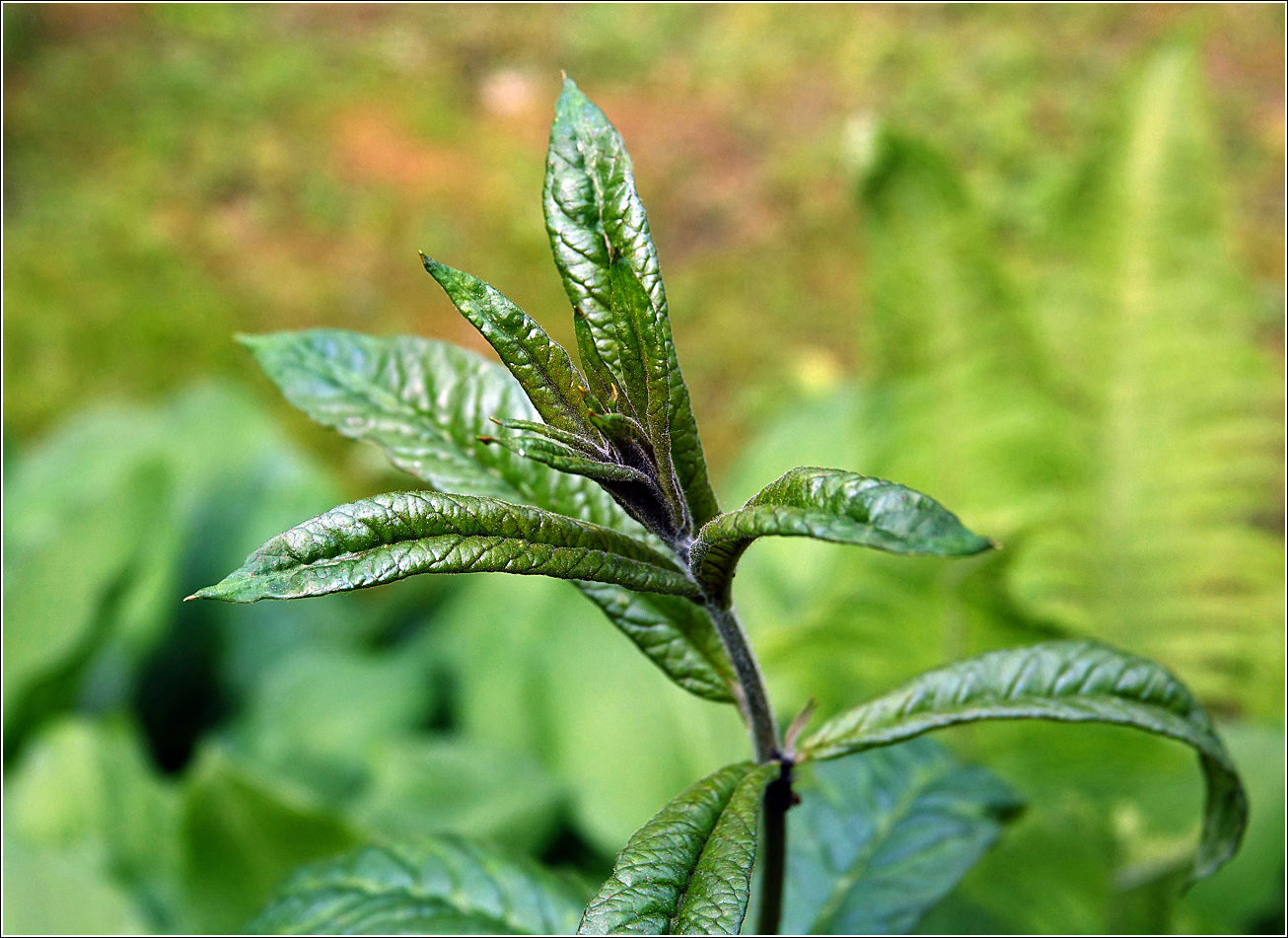 Изображение особи Lysimachia vulgaris.