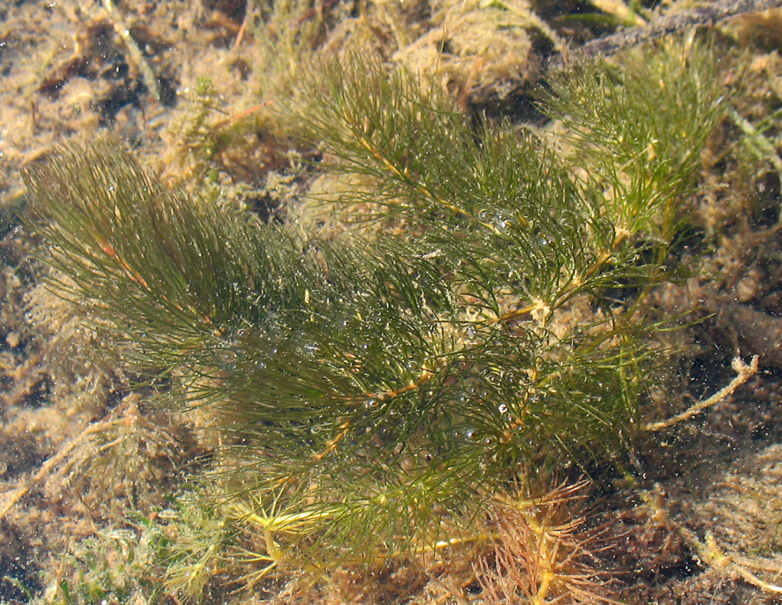 Изображение особи Ceratophyllum demersum.