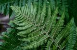 Dryopteris crassirhizoma. Верхушка вайи с сорусами (вид снизу). Сахалин, Макаровский гор. округ, окр. Клоковского водопада, смешанный лес. 12.08.2023.