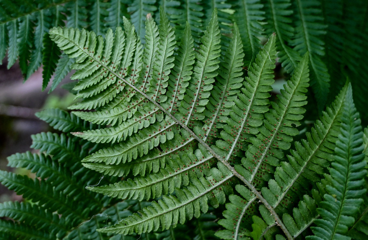 Image of Dryopteris crassirhizoma specimen.