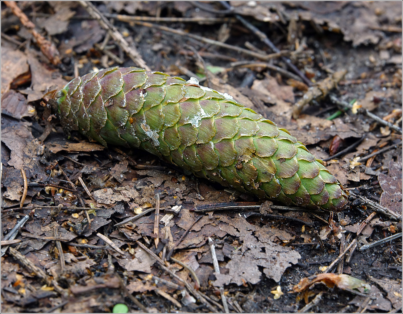 Изображение особи Picea abies.