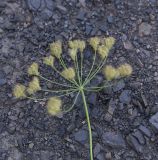 Astrodaucus orientalis. Верхушка побега с соплодием. Чечня, Шаройский р-н, левый борт долины р. Шикаройакх, ниже селения Шикарой, каменистый склон. 8 августа 2023 г.