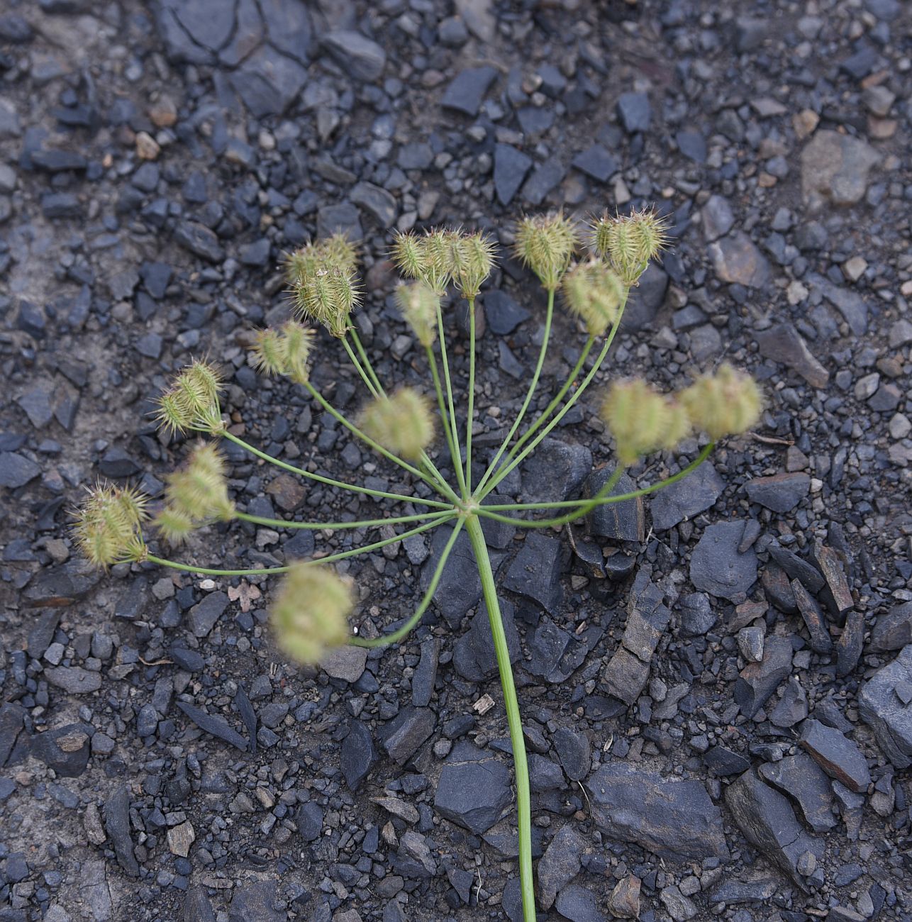 Изображение особи Astrodaucus orientalis.