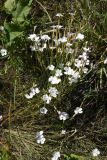 genus Dianthus