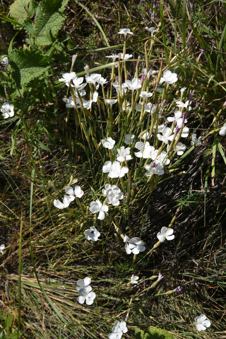 Image of genus Dianthus specimen.