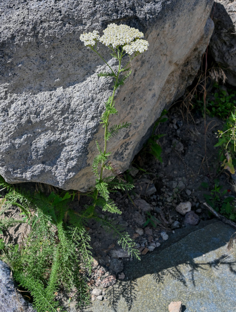 Image of Achillea millefolium specimen.