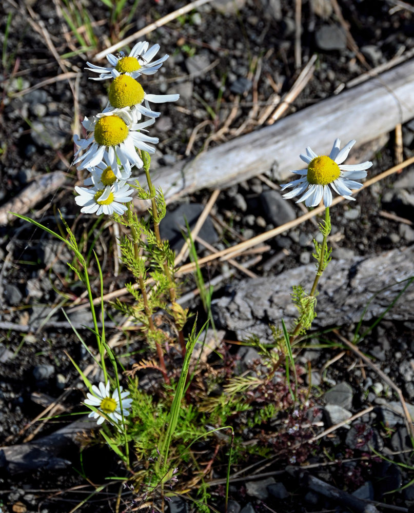 Image of Tripleurospermum subpolare specimen.