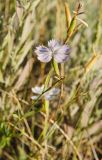 Dianthus uralensis. Цветок. Оренбургская обл., Беляевский р-н, Донской сельсовет, Долгие Горы, степной склон. 4 сентября 2023 г.