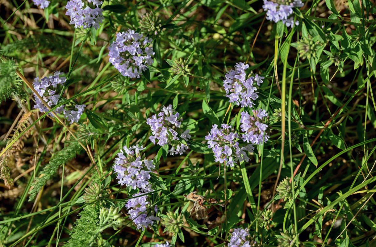 Image of Ziziphora clinopodioides specimen.