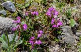 Pedicularis rhinanthoides