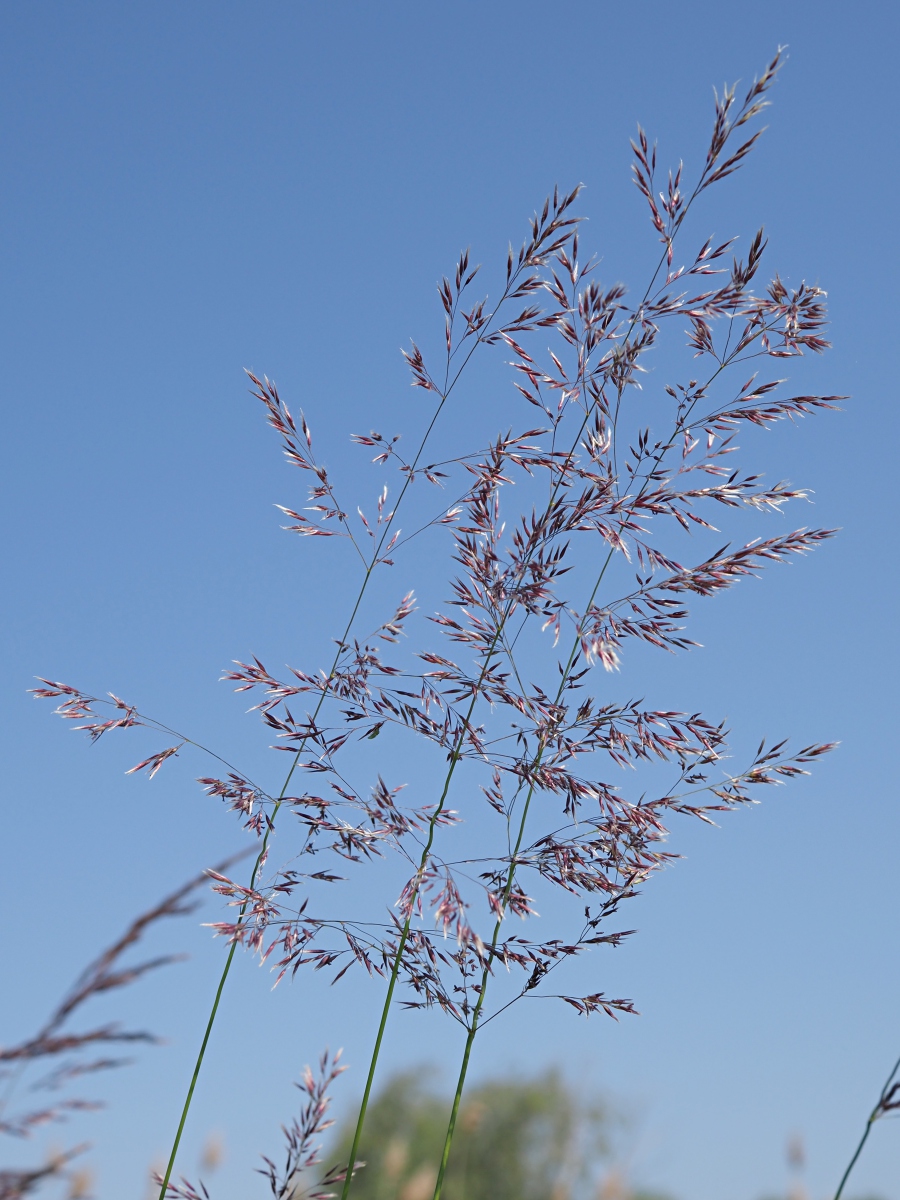 Image of Calamagrostis canescens specimen.