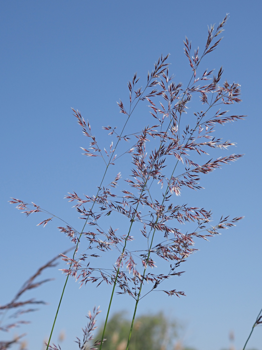 Изображение особи Calamagrostis canescens.