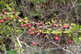 Crataegus microphylla