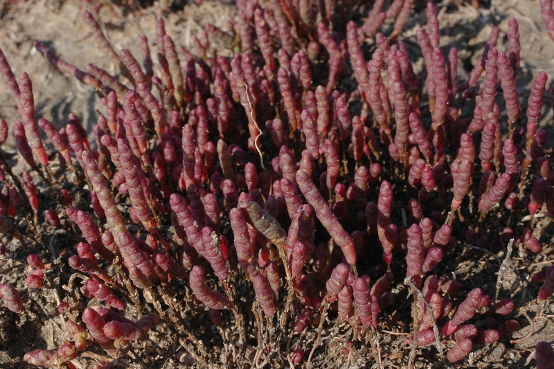 Image of Salicornia perennans specimen.