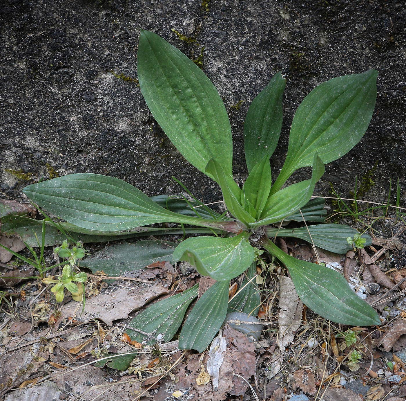 Image of Plantago urvillei specimen.