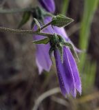 Campanula longistyla. Цветок и бутон. Абхазия, Гудаутский р-н, окр. с. Лдза, галечно-песчаный склон. 15.04.2024.