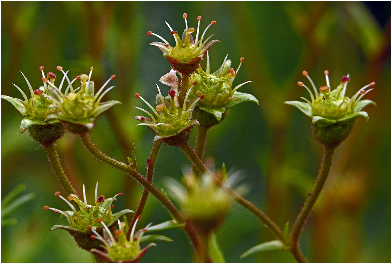 Image of Saxifraga × arendsii specimen.