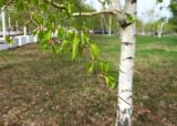 Betula pendula. Ветка с молодыми листьями. Казахстан, г. Астана, Алматинский р-н, парк им. Бауыржана Момышулы, в культуре. 26.04.2024.