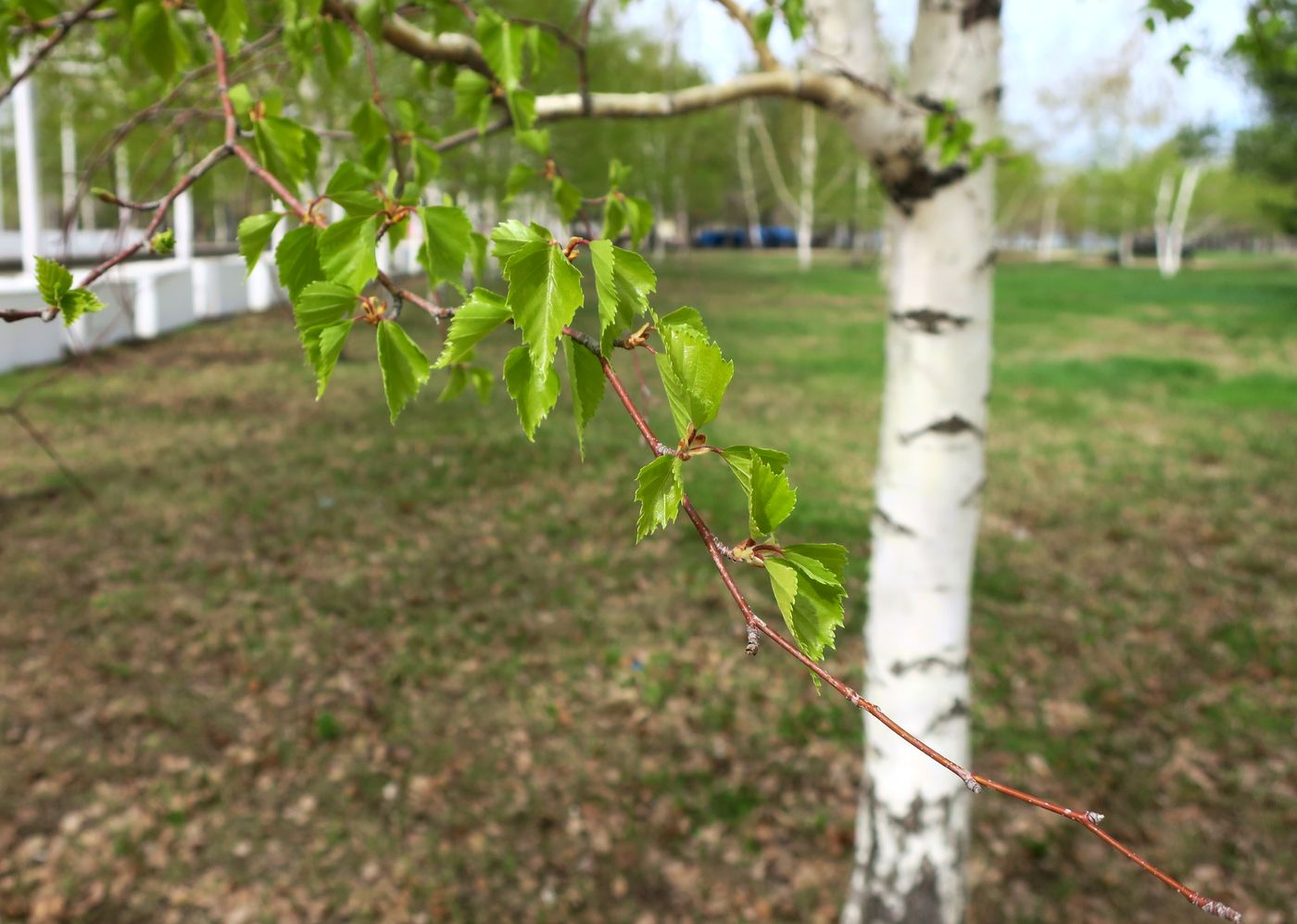 Image of Betula pendula specimen.