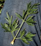 Xanthoselinum alsaticum